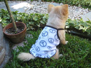 Puppy Peace Dress